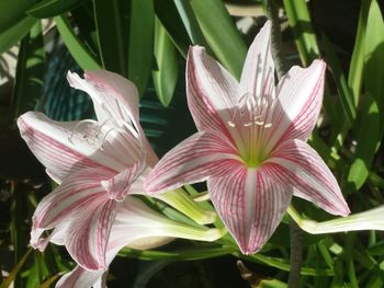 Close-up of pink flowers