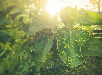 Close-up of fresh green leaves against sky on sunny day