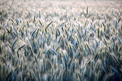 Full frame shot of white barley field