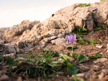 Little, lonely flower on the rock . sagres, portugal.