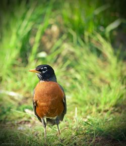 Close-up of bird perching on grass