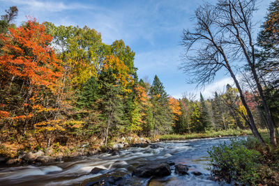 Scenic view of forest against sky during autumn