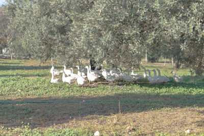 View of sheep on field