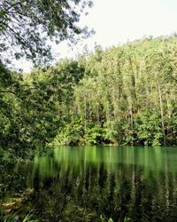 Scenic view of lake in forest against sky