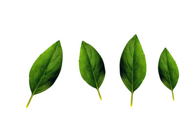 Close-up of green leaves against white background