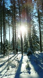 Trees on snow covered landscape