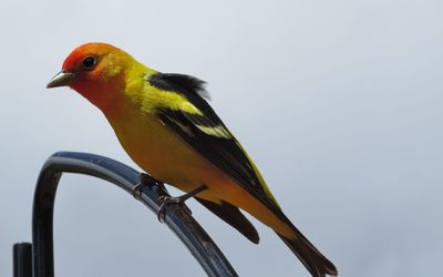 Close-up of bird perching against sky