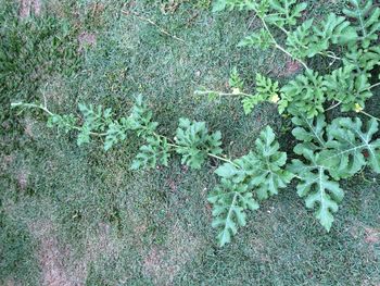 Close-up of fresh green plants