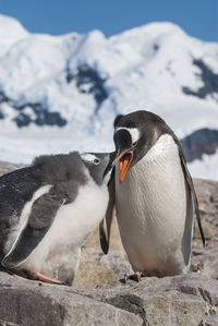 Penguin on beach