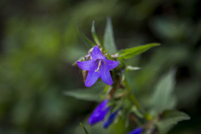 Close-up of purple flowering plant