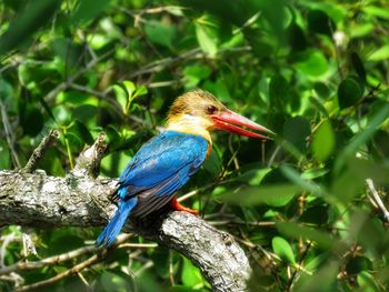 Close-up of a bird perching on branch