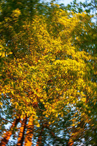 Leaves on tree trunk
