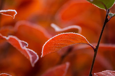 Close-up of orange leaves on plant during autumn