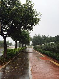 Footpath passing through trees