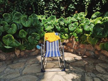 Chairs and plants against trees