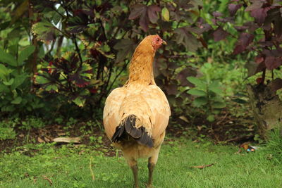 A hen standing 