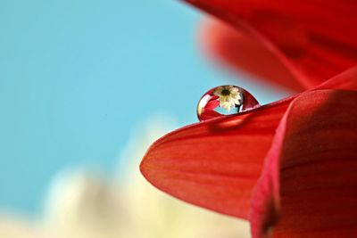 Close-up of red flower against blue sky