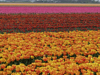 View of flowering plants on field