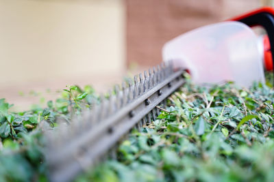 Close-up of fresh plant in metal container