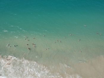 High angle view of birds swimming in sea