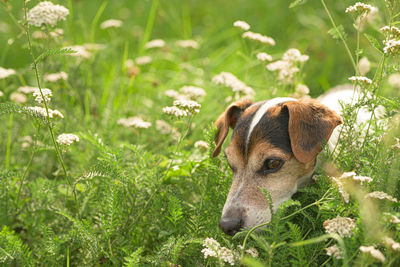 Close-up of a dog on field