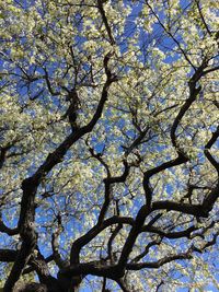 Low angle view of tree against sky