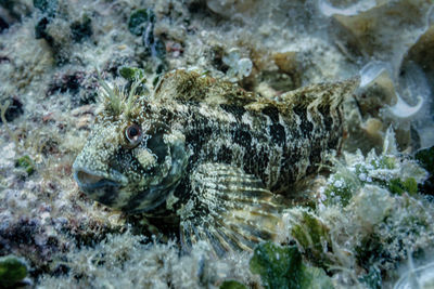 Close-up of turtle in sea