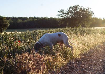 View of a dog on field