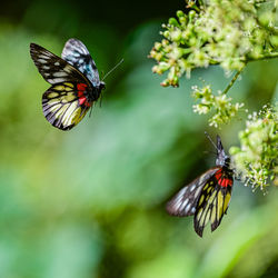 Close-up of butterfly pollinating on flower