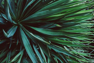 Full frame shot of green leaves