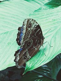 Close-up of butterfly on leaf at swimming pool