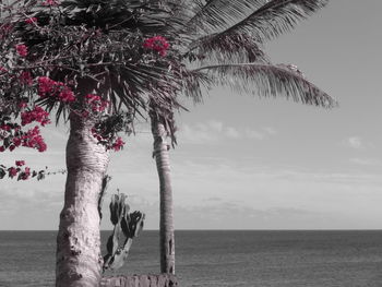 Tree by sea against sky