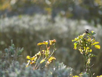 Close-up of insect on plant