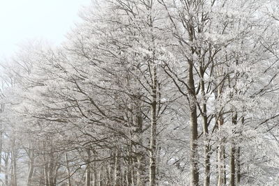 Low angle view of bare trees during winter