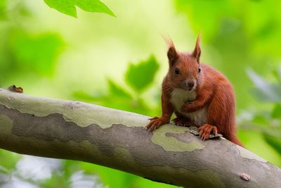 Close-up of squirrel on tree