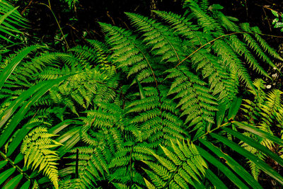 Close-up of green leaves