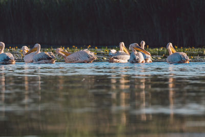 Ducks swimming in lake