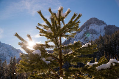 Trees on snow covered land against sky