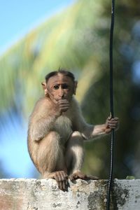 Portrait of monkey sitting outdoors