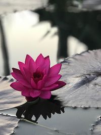 Close-up of pink water lily in lake