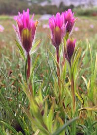 Close-up of pink flower