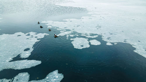 An icy pond with wood ducks swimming through the ice