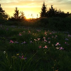 Scenic view of field against sky at sunset