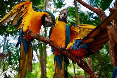 Low angle view of birds perching on branch