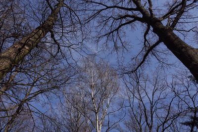 Low angle view of bare trees against sky