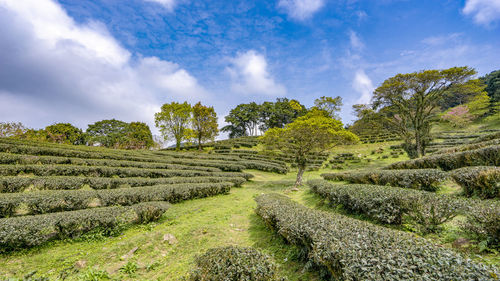 Plants growing on field against sky