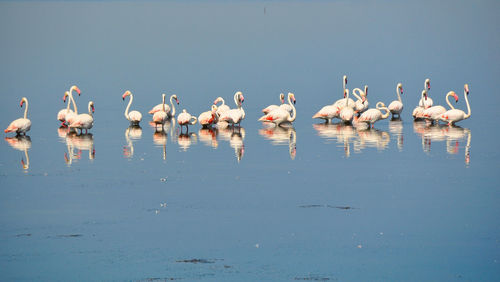 Flock of birds in lake