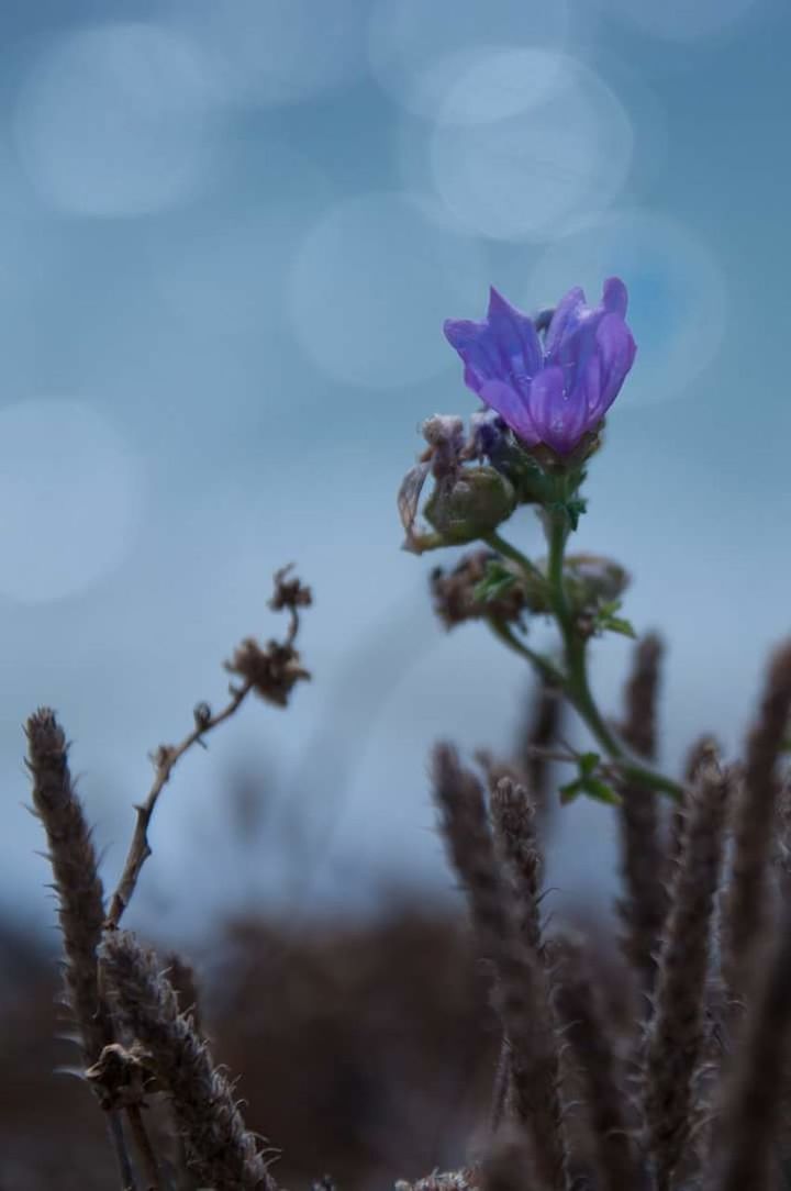 CLOSE-UP OF PURPLE FLOWERS BLOOMING