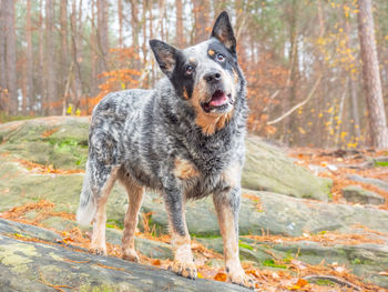 Gray cattle dog on rock with roots. burly and healthy working breed dog listenning the owner's order