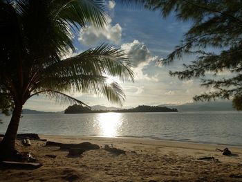 Palm trees on beach against sky